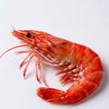 Red Prawns 500g