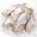 Filefish Cut 500g